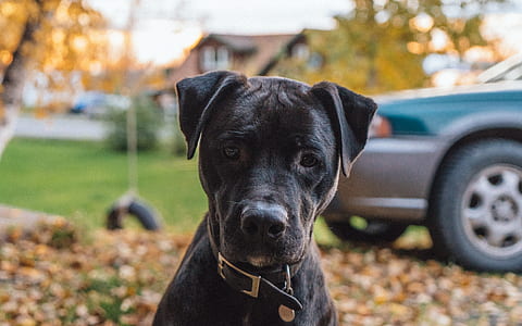 shallow focus photo of dog thumbnail