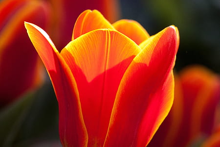 closeup photo of red tulip thumbnail