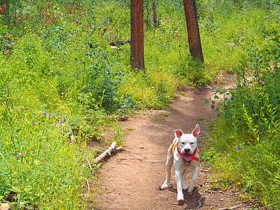 short-coated white dog running on pathway thumbnail