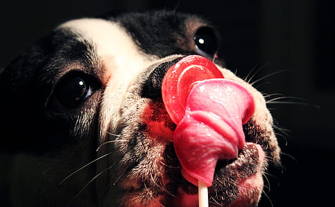 closeup photo of black and white English bulldog licking a lollipop thumbnail
