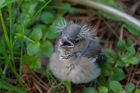 tilt shift lens photography of brown and gray bird thumbnail
