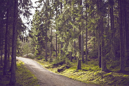 green forest pathway photograph thumbnail
