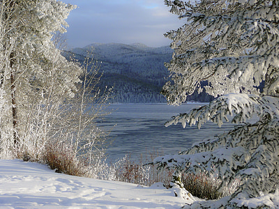 trees covered by snow thumbnail