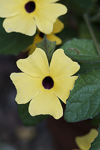 Susanne, Brown Eyed Susanne thumbnail