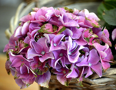 purple hydrangea bouquet flowers thumbnail