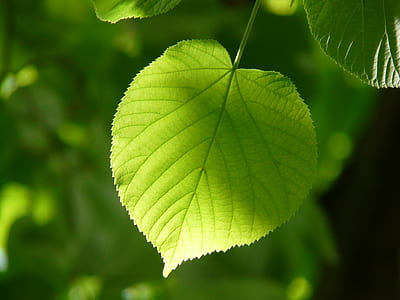photography of green leaf with sun light thumbnail