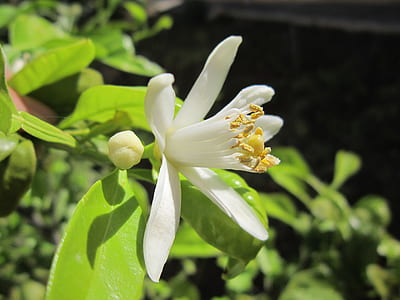 white petaled flower in bloom at daytime thumbnail