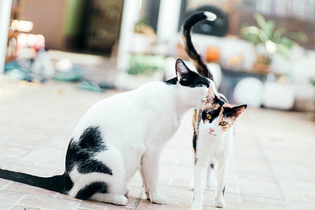 two short-coated cats thumbnail