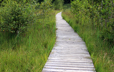 straight wooden path beside green grass thumbnail