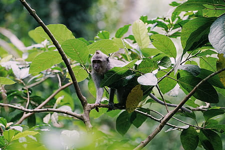 monkey on tree branch thumbnail