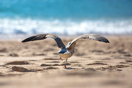 brown bird on brown sand at beach about to fly selective-focus photography thumbnail