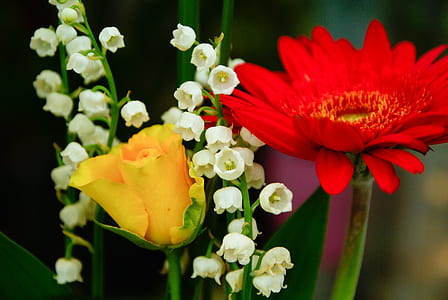 selective focus of lily of the valley, yellow rose, and red gerbera flowers thumbnail