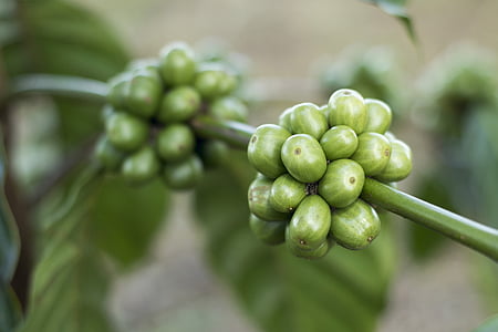 green cluster fruit macro photography thumbnail