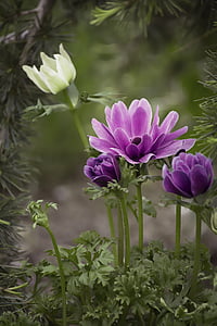 purple and white anemones in bloom close up photo thumbnail