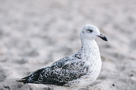 White seagull on the beach thumbnail