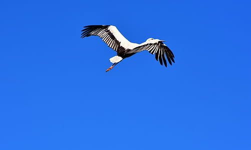 white and black bird on mid top air under blue sky during daytime thumbnail