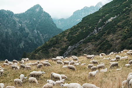 Pasture Full of Sheep in Mountains thumbnail