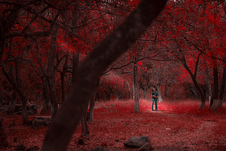 man and woman standing under red leaf trees thumbnail