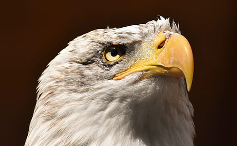 close-up photography of bald eagle thumbnail
