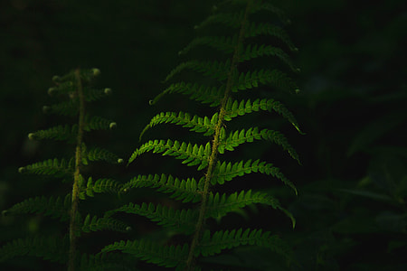 closeup photo of green leafed plants thumbnail