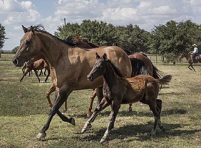 three brown horses thumbnail