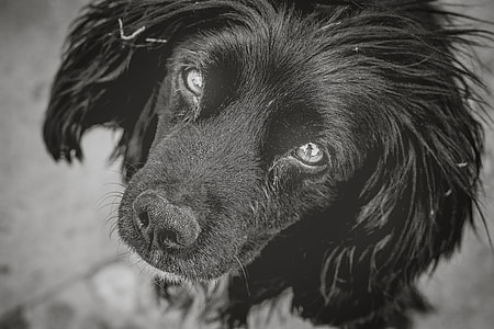 medium-coated dog thumbnail