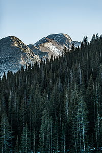 Pine forest near snow mountain under clear blue sky thumbnail