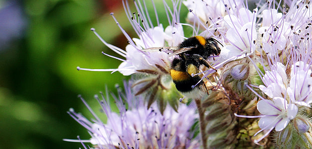 Wild Flower, Tansy-Phazelie thumbnail
