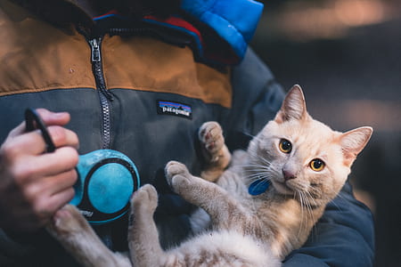 white cat thumbnail