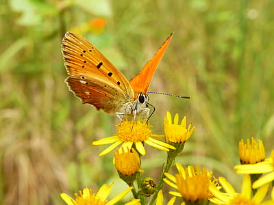 orange Monarch butterfly on yellow flower in bloom thumbnail