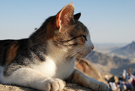 shallow focus photography of cat thumbnail
