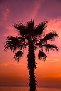 palm tree under purple sky thumbnail