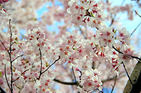 white almond cherry blossoms thumbnail