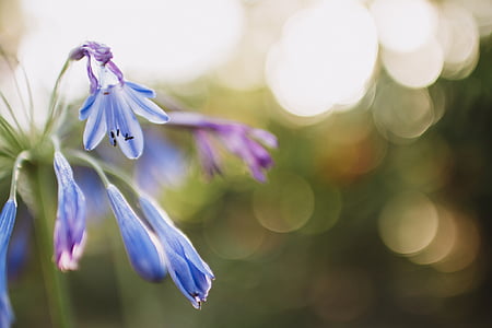 blue petaled flower thumbnail