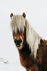 selective focus photography brown and white horse thumbnail