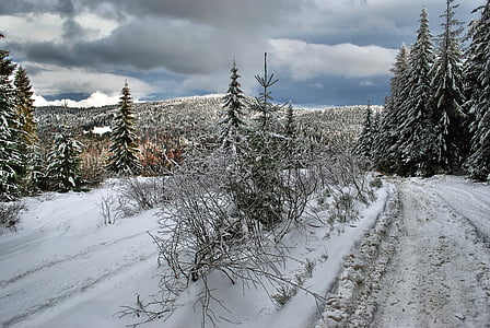 landscape photography of snow-covered forest thumbnail