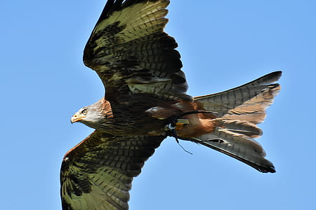 closeup photo of brown eagle thumbnail