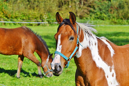two horses on field during daytime thumbnail