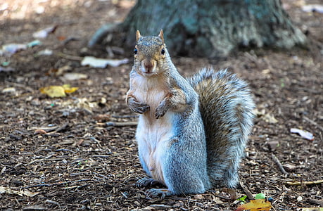 gray squirrel on ground thumbnail