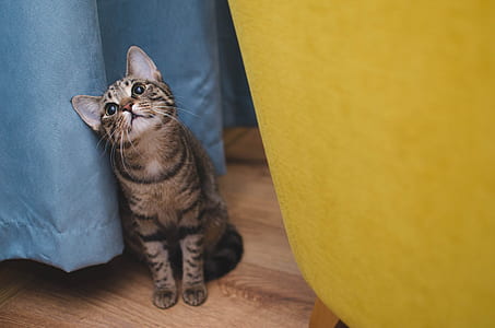 brown tabby cat on brown flooring thumbnail