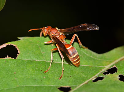 selective focus photography of red paper wasp perched on green leafed plant thumbnail