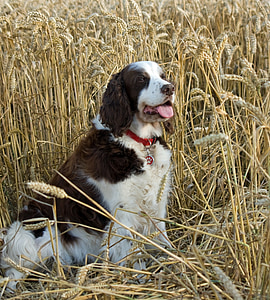 adult black and white springer spaniel on wheat field thumbnail