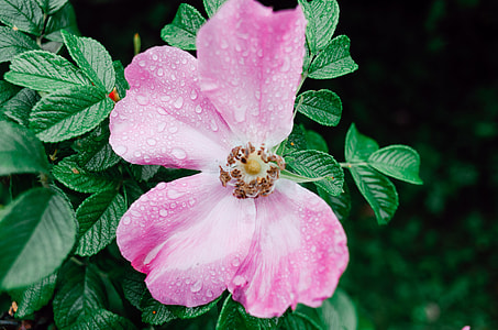Water drops on flower thumbnail
