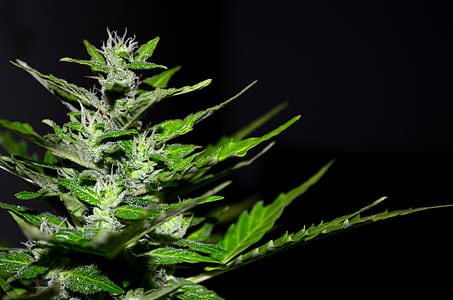 green leafed plant in macro lens photography thumbnail
