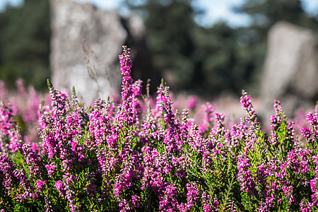 heather plant thumbnail