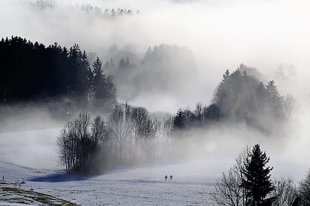 bare trees covered with fog at daytime thumbnail