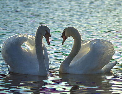 two white swans on water during daytime thumbnail