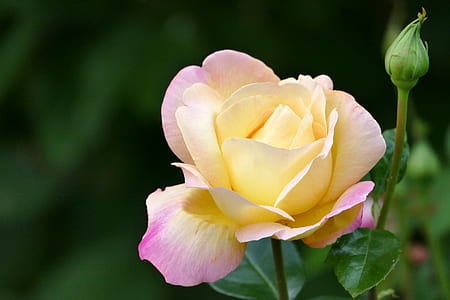 selective focus photo of a yellow rose thumbnail
