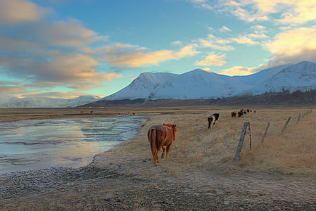 brown horse standing near river thumbnail