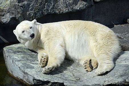 white polar bear on grey concrete stone thumbnail